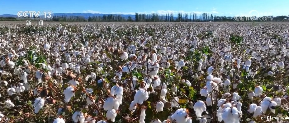 棉花